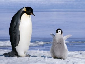 Птенец Императорского пингвина