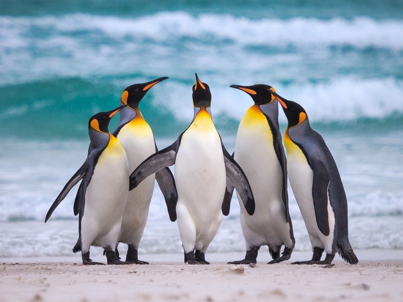 Стайка пингвинов