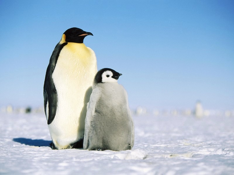 Пингвиньи заботы