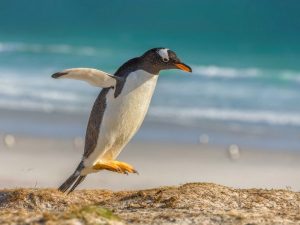 Красивый пингвинчик
