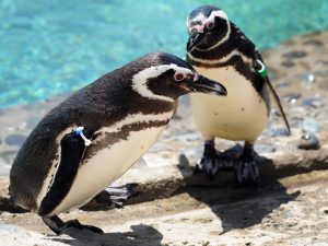 Два пингвинёнка фото