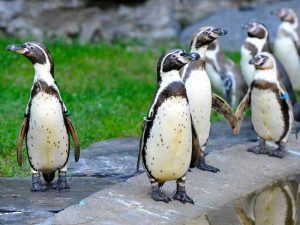 Пингвины в Берлинском зоопарке