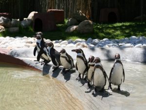 Пингвины в Бразильском зоопарке