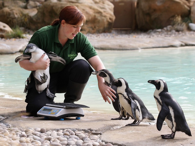 Пингвины в Лондонском зоопарке