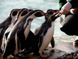 Так кормят пингвинов в Лондонском зоопарке