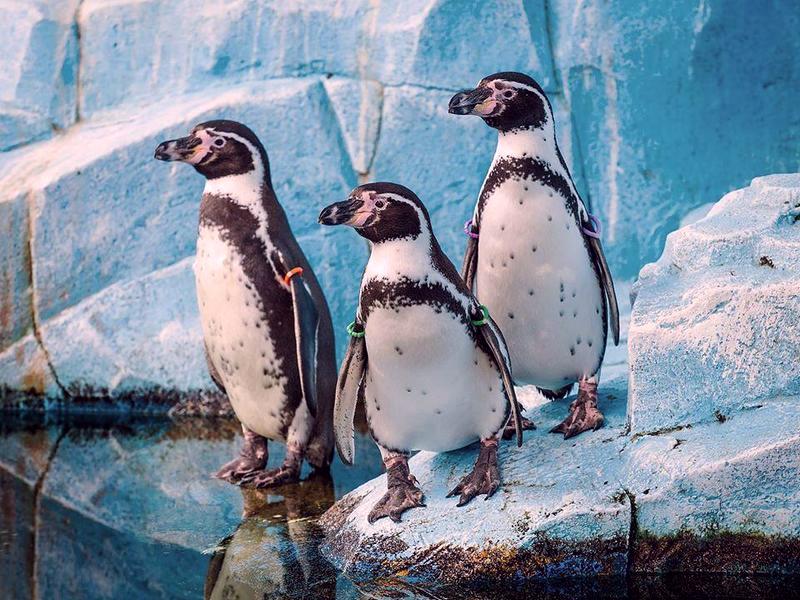 Красивые пингвинчики