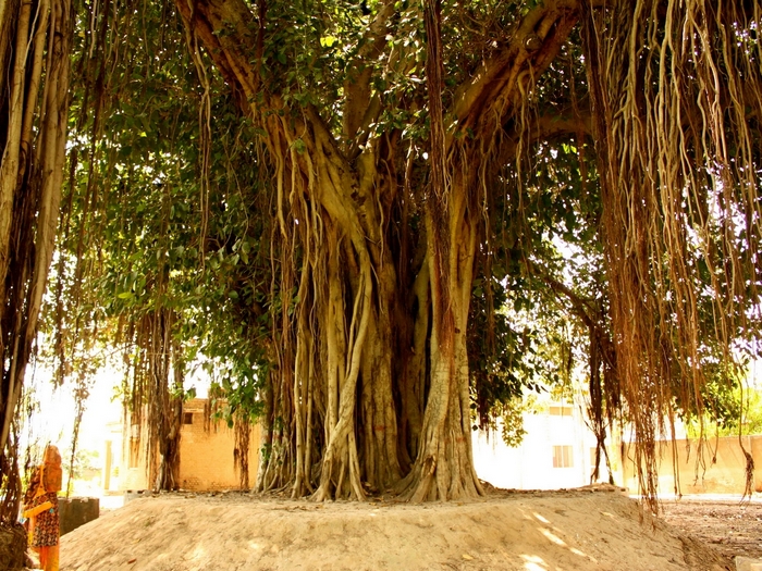 Дерево баньян на Вануату