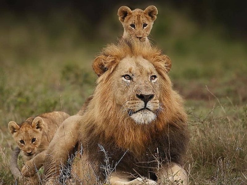 Интересные факты о львах для детей. 50 фактов о льве