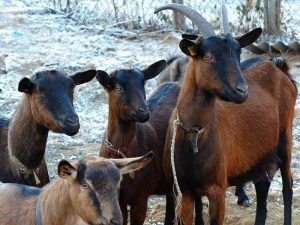 Чешские козы фото