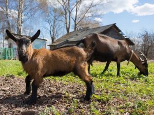 Чешские козы фото