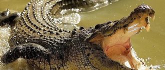 Крокодил - описание. Где и как живут крокодилы?