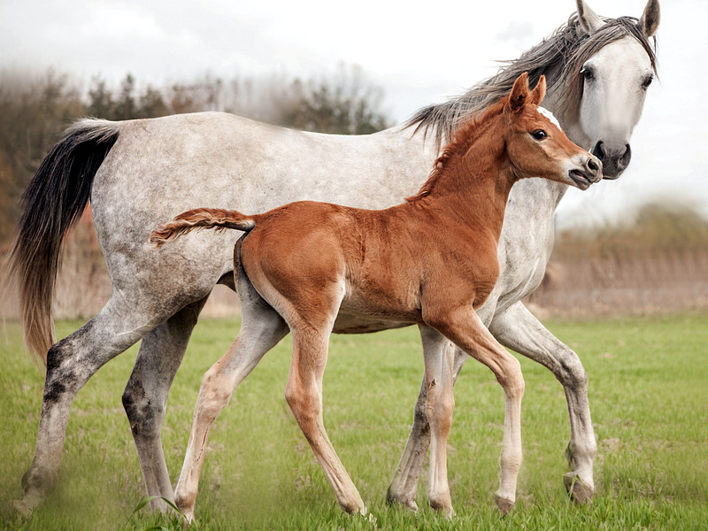 интересные факты о лошадях для детей