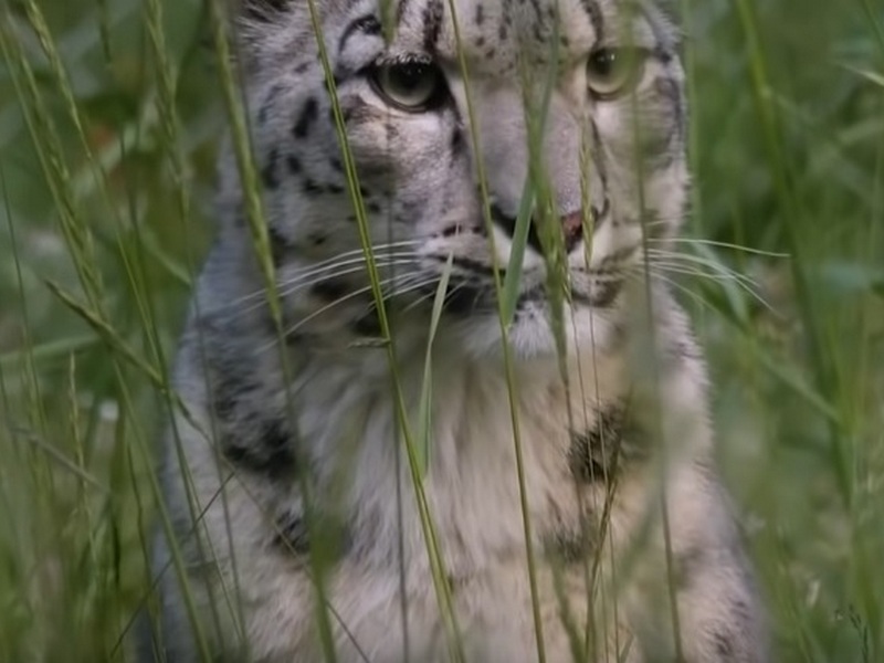 Снежный леопард в траве
