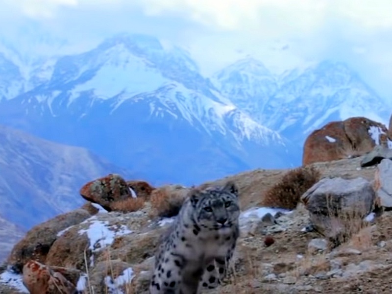 Снежный леопард на Памире