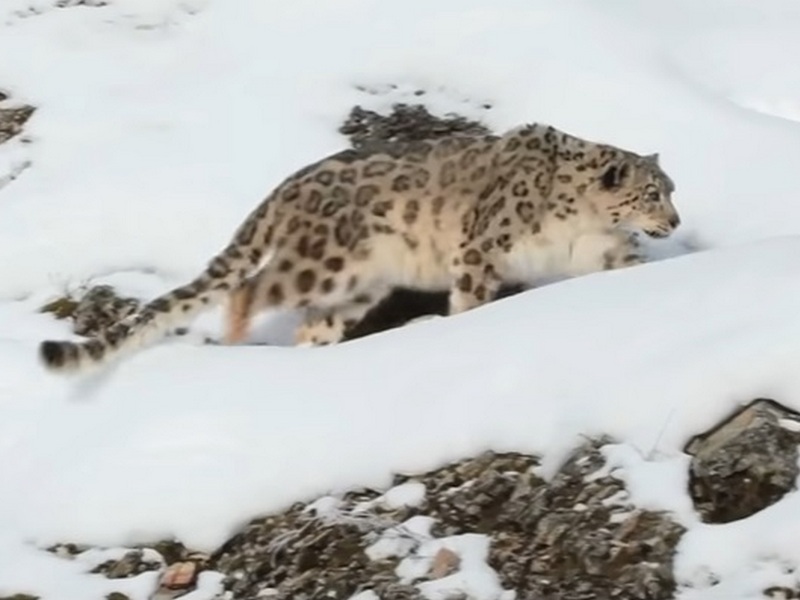 Снежный леопард на охоте