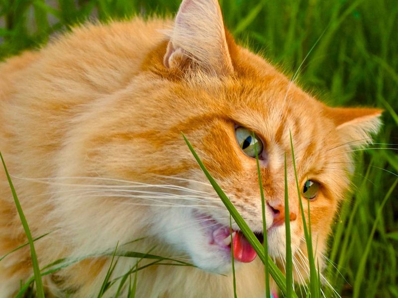 Зачем кошки едят траву