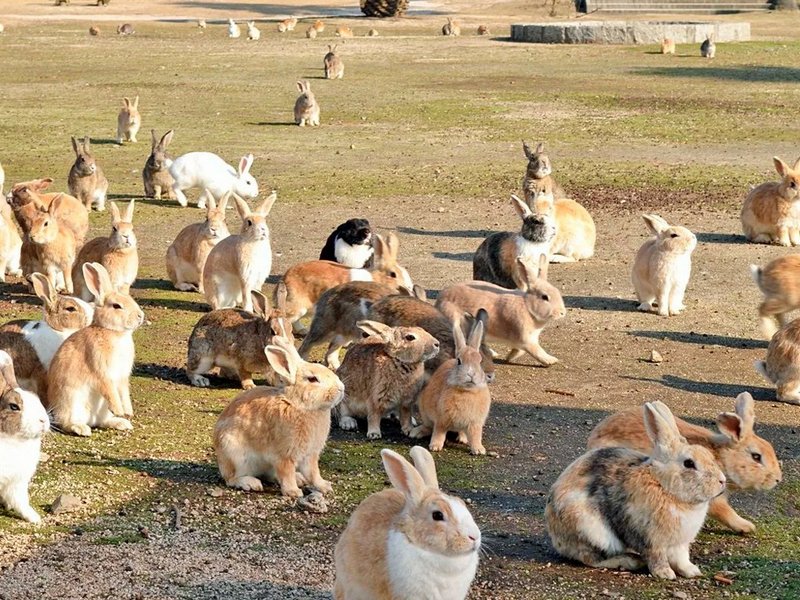 Животные Австралии Кролики