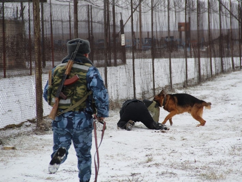 Охрана кинологами