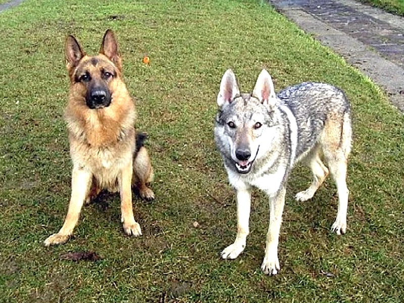 домашняя собака и волк
