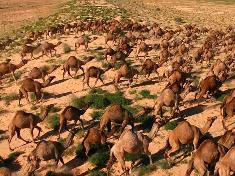 Животные Австралии верблюды