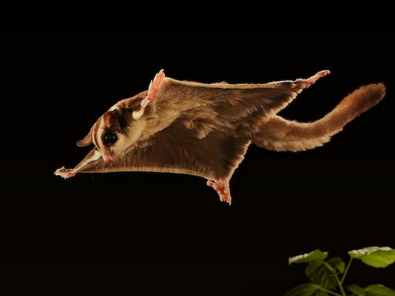 Животное Австралии Сумчатая летяга