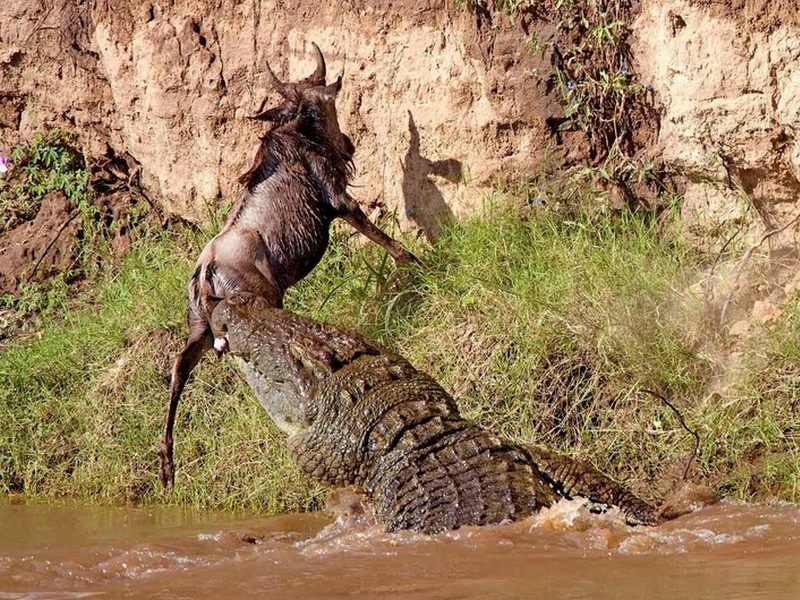 Крокодил поймал антилопу